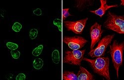 Invitrogen Lamin A/C Polyclonal Antibody 100 &mu;L; Unconjugated:Antibodies,