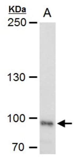 Invitrogen LRP1 Polyclonal Antibody 100 μL; Unconjugated:Antibodies,