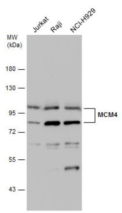 Invitrogen MCM4 Polyclonal Antibody 100 &mu;L; Unconjugated:Antibodies,