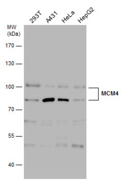 Invitrogen MCM4 Polyclonal Antibody 100 &mu;L; Unconjugated:Antibodies,