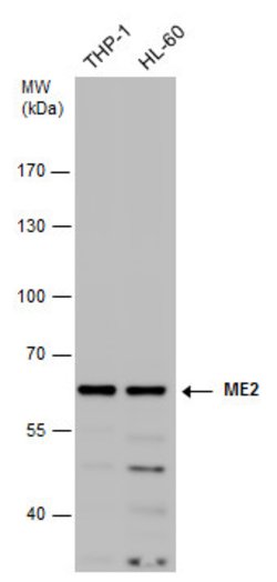Invitrogen ME2 Polyclonal Antibody 100 &mu;L; Unconjugated:Antibodies,