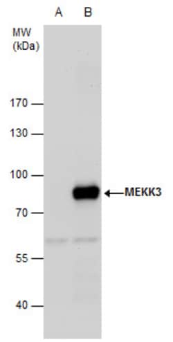 Invitrogen MEKK3 Polyclonal Antibody 100 &mu;L; Unconjugated:Antibodies,