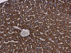 Invitrogen MGST1 Polyclonal Antibody 100 &mu;L; Unconjugated:Antibodies,