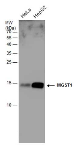 Invitrogen MGST1 Polyclonal Antibody 100 &mu;L; Unconjugated:Antibodies,
