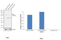 Invitrogen MLH1 Polyclonal Antibody 100 &mu;L | Buy Online | Invitrogen&trade; | Fisher Scientific