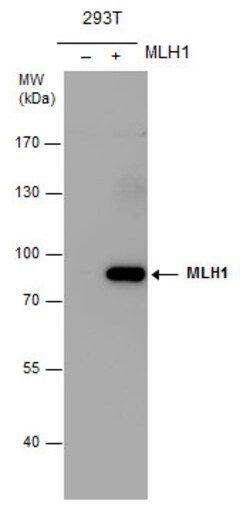 Invitrogen MLH1 Polyclonal Antibody 100 &mu;L | Buy Online | Invitrogen&trade; | Fisher Scientific