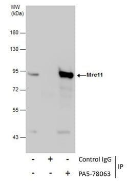 Invitrogen MRE11 Polyclonal Antibody 100 &mu;L | Buy Online | Invitrogen&trade; | Fisher Scientific
