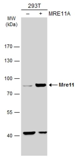 Invitrogen MRE11 Polyclonal Antibody 100 &mu;L | Buy Online | Invitrogen&trade; | Fisher Scientific