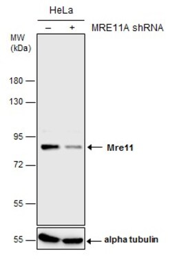 Invitrogen MRE11 Polyclonal Antibody 100 &mu;L | Buy Online | Invitrogen&trade; | Fisher Scientific