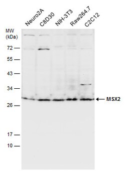 Invitrogen MSX2 Polyclonal Antibody 100 &mu;L; Unconjugated:Antibodies,