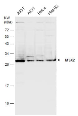 Invitrogen MSX2 Polyclonal Antibody 100 &mu;L; Unconjugated:Antibodies,