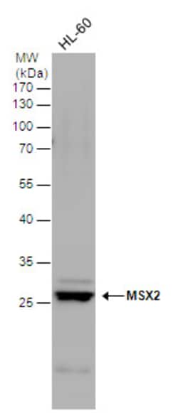 Invitrogen MSX2 Polyclonal Antibody 100 &mu;L; Unconjugated:Antibodies,