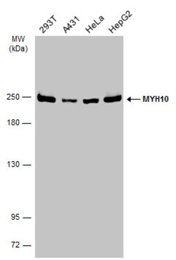 MYH10 Polyclonal Antibody:Antibodies, Polyclonal