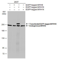 MYH10 Polyclonal Antibody:Antibodies, Polyclonal