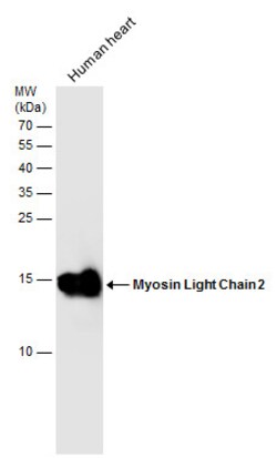 Invitrogen MYL2 Polyclonal Antibody 100 &mu;L; Unconjugated:Antibodies,
