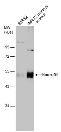 Invitrogen NeuroD1 Polyclonal Antibody 100 &mu;L | Buy Online | Invitrogen&trade; | Fisher Scientific