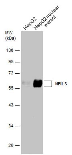 Invitrogen NFIL3 Polyclonal Antibody 100 &mu;L; Unconjugated:Antibodies,