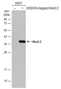 Invitrogen Nkx2.2 Polyclonal Antibody 100 &mu;L; Unconjugated:Antibodies,