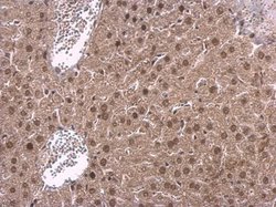 Invitrogen NPAS1 Polyclonal Antibody 100 &mu;L; Unconjugated:Antibodies,
