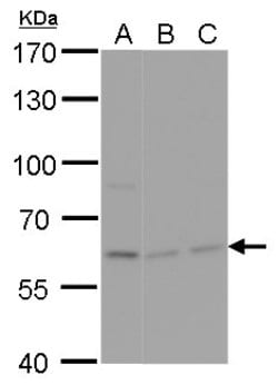 Invitrogen NPAS1 Polyclonal Antibody 100 &mu;L; Unconjugated:Antibodies,