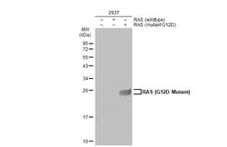 Invitrogen Ras (G12D Mutant) Polyclonal Antibody 100 &mu;L; Unconjugated:Antibodies,