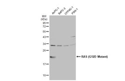 Invitrogen Ras (G12D Mutant) Polyclonal Antibody 100 &mu;L; Unconjugated:Antibodies,