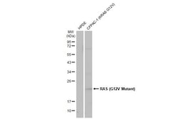 Invitrogen Ras (G12V Mutant) Polyclonal Antibody 100 &mu;L; Unconjugated:Antibodies,