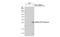 Invitrogen Ras (G12V Mutant) Polyclonal Antibody 100 &mu;L; Unconjugated:Antibodies,