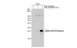 Invitrogen Ras (K117N Mutant) Polyclonal Antibody 100 &mu;L; Unconjugated:Antibodies,