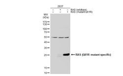 Invitrogen Ras (Q61R Mutant) Polyclonal Antibody 100 &mu;L; Unconjugated:Antibodies,
