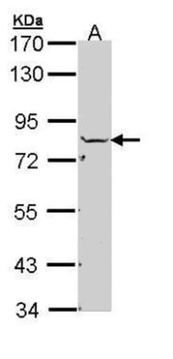Invitrogen NSF Polyclonal Antibody 100 &mu;L; Unconjugated:Antibodies,