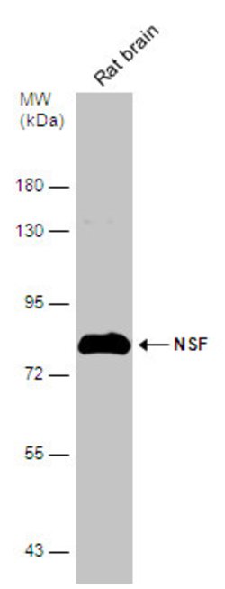 Invitrogen NSF Polyclonal Antibody 100 &mu;L; Unconjugated:Antibodies,