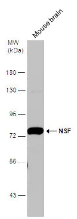 Invitrogen NSF Polyclonal Antibody 100 &mu;L; Unconjugated:Antibodies,