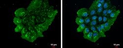 Invitrogen NUCB2 Polyclonal Antibody 100 &mu;L; Unconjugated:Antibodies,