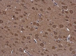 Invitrogen NUCB2 Polyclonal Antibody 100 &mu;L; Unconjugated:Antibodies,