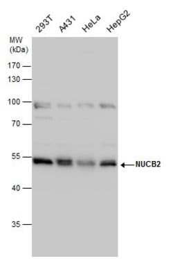Invitrogen NUCB2 Polyclonal Antibody 100 &mu;L; Unconjugated:Antibodies,