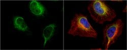 Invitrogen PDI Polyclonal Antibody 100 &mu;L; Unconjugated:Antibodies,