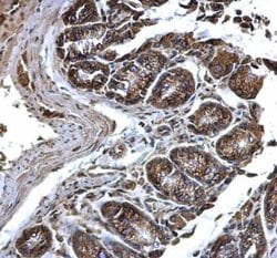 Invitrogen PDI Polyclonal Antibody 100 &mu;L; Unconjugated:Antibodies,