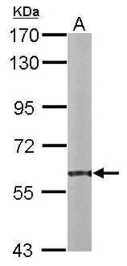 Invitrogen PDI Polyclonal Antibody 100 &mu;L; Unconjugated:Antibodies,