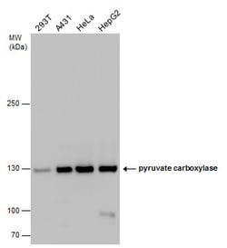 Invitrogen Pyruvate Carboxylase Polyclonal Antibody 100 &mu;L; Unconjugated:Antibodies,