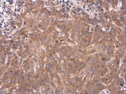 Invitrogen SERPINA5 Polyclonal Antibody 100 &mu;L; Unconjugated:Antibodies,