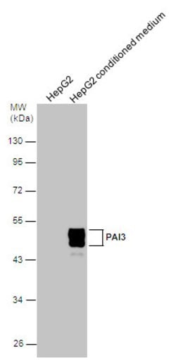 Invitrogen SERPINA5 Polyclonal Antibody 100 &mu;L; Unconjugated:Antibodies,