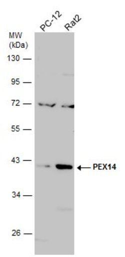 Invitrogen PEX14 Polyclonal Antibody 100 &mu;L; Unconjugated:Antibodies,
