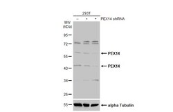 Invitrogen PEX14 Polyclonal Antibody 100 &mu;L; Unconjugated:Antibodies,