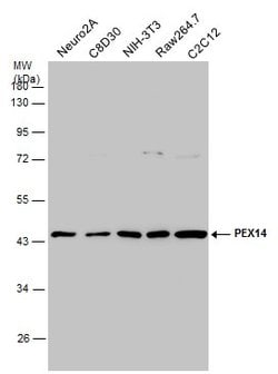 Invitrogen PEX14 Polyclonal Antibody 100 &mu;L; Unconjugated:Antibodies,
