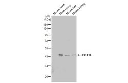 Invitrogen PEX14 Polyclonal Antibody 100 &mu;L; Unconjugated:Antibodies,