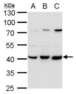Invitrogen PEX14 Polyclonal Antibody 100 &mu;L; Unconjugated:Antibodies,