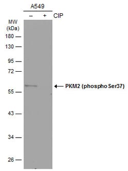 Invitrogen Phospho-PKM2 (Ser37) Polyclonal Antibody 100 &mu;L; Unconjugated:Antibodies,