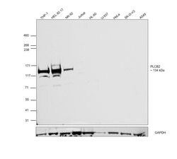 Invitrogen PLCB2 Polyclonal Antibody 100 &mu;L | Buy Online | Invitrogen&trade; | Fisher Scientific