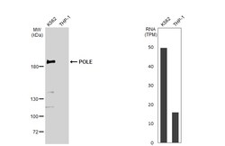 Invitrogen POLE Polyclonal Antibody 100 &mu;L; Unconjugated:Antibodies,